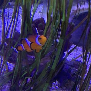 Meet your Posher, Britney